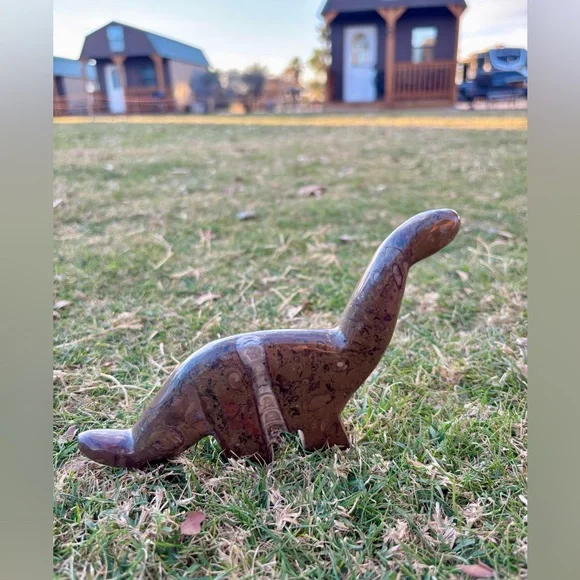 Orthoceras Dinosaur from Morocco